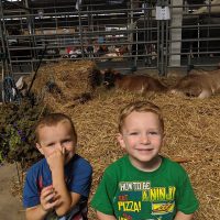 Two boys in cow barn