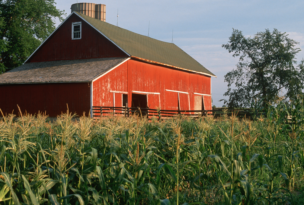 Rural Indiana Photo of orange barn in cornfield