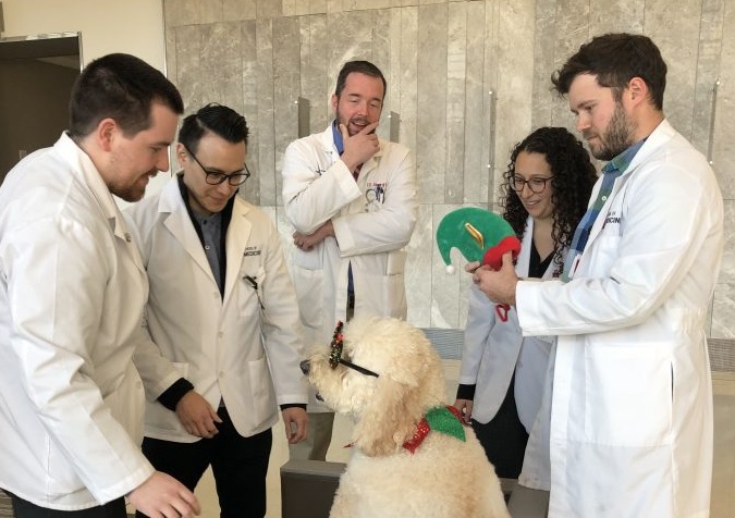 Gus the Eskenazi therapy dog