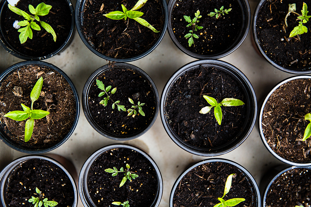 seedlings in individual pots of soil